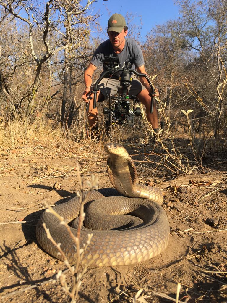 Jamie Unwin Kenyan wildlife cameraman filming snouted cobra with ronin 2